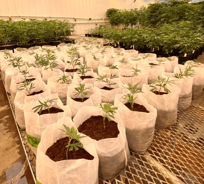 Farming Green Farming Green