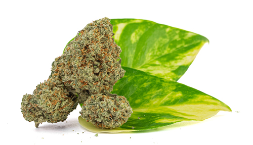 Chocolope-Stack-June-2023b