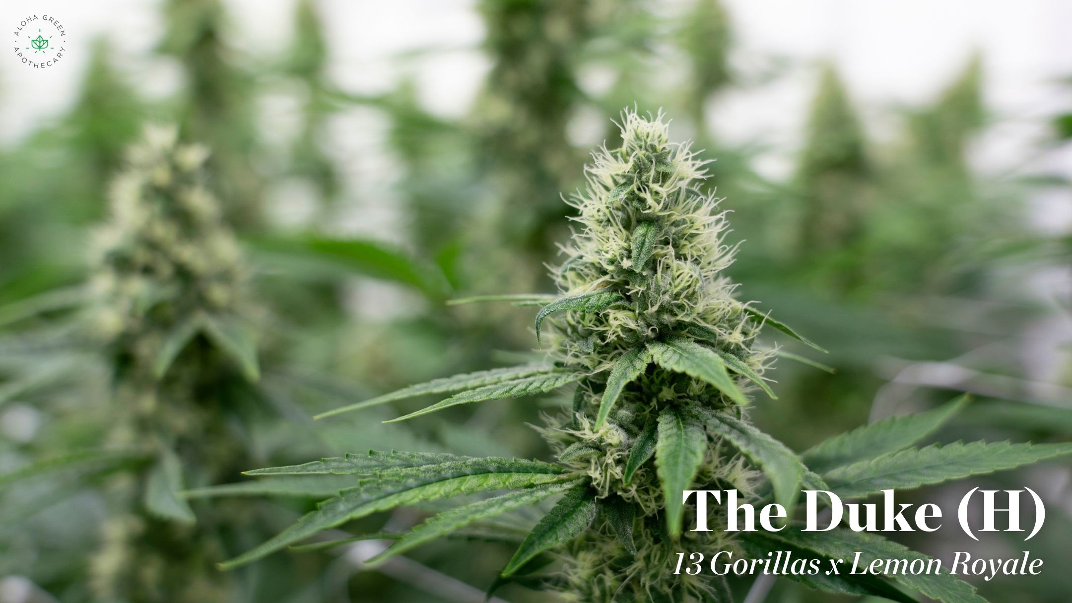 The Duke – Shelf Cannabis