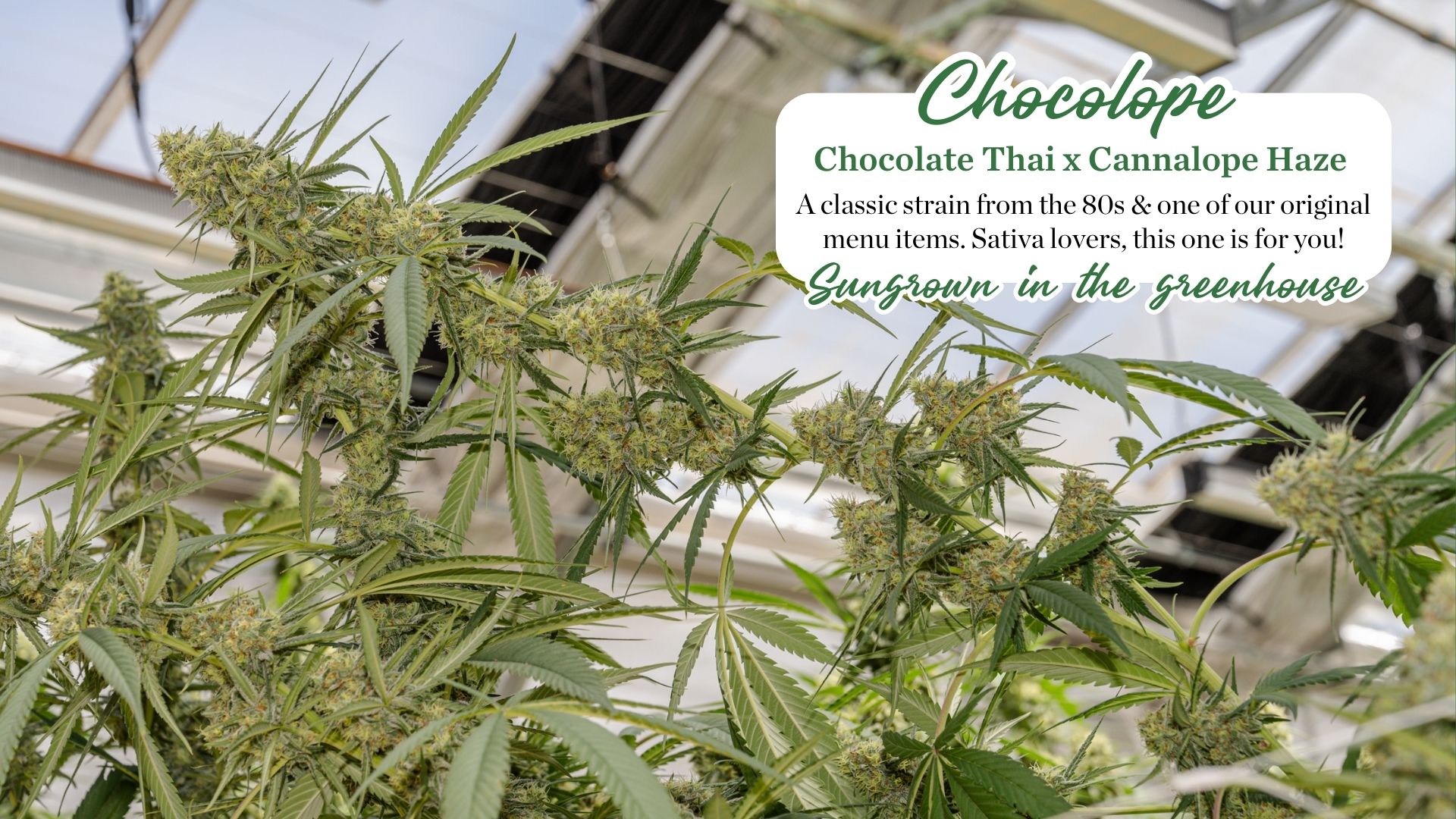 Chocolope for Sativa Lovers