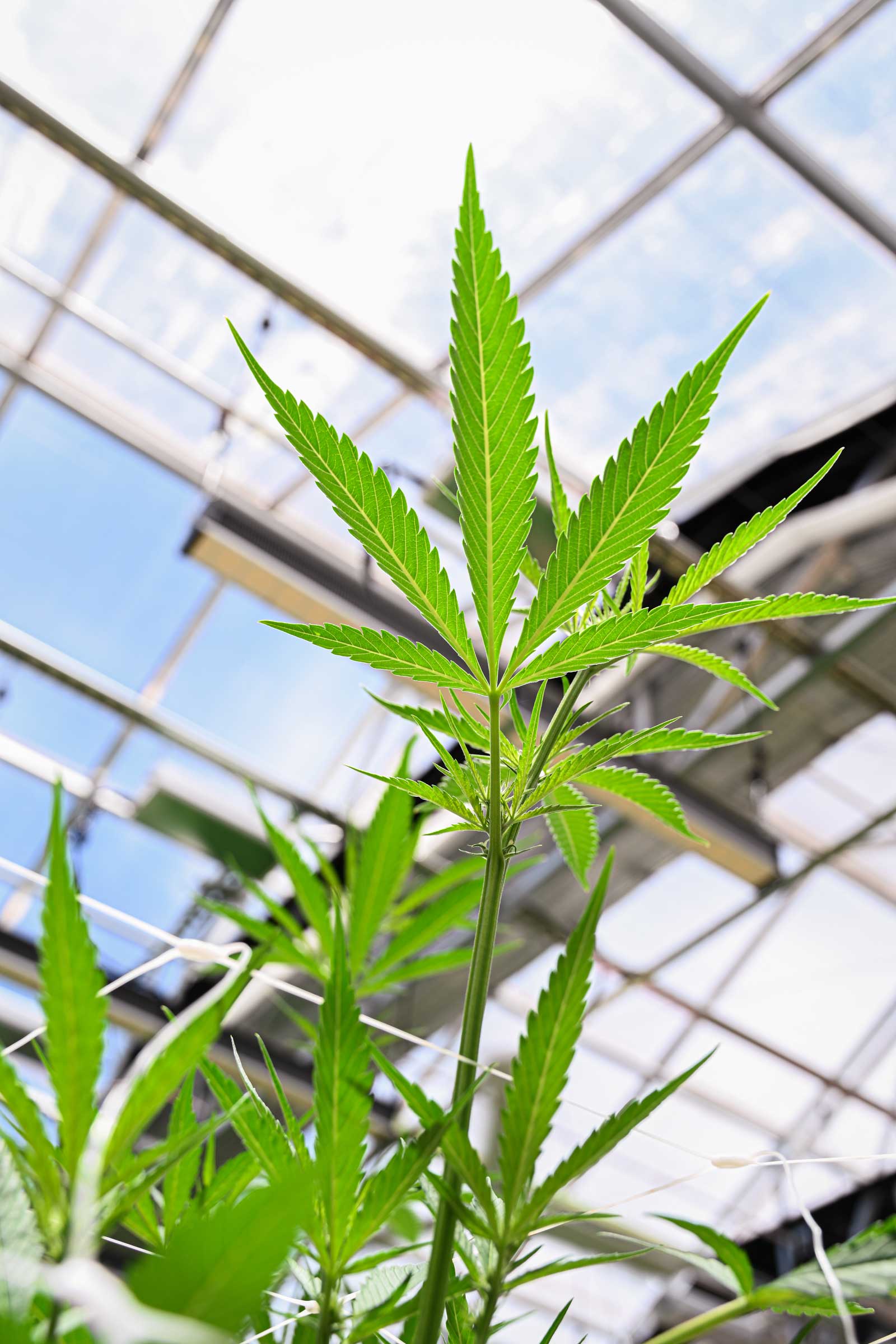 Healthy leaves