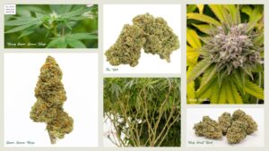 A photo collage showing nugs on a white background, a young Super Lemon Haze plant just beginning to show bud growth, a mother plant, and Aunty Gorillas flower.