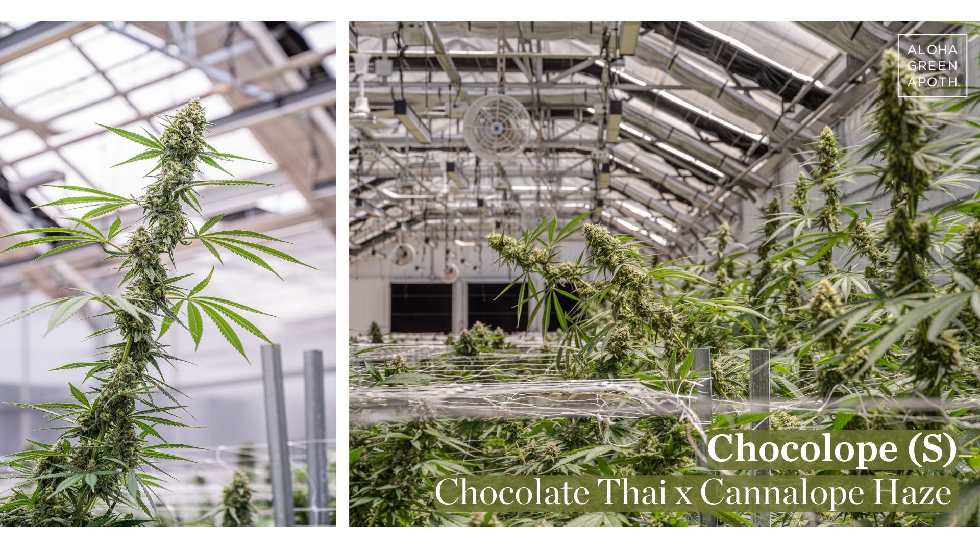 Chocolope S