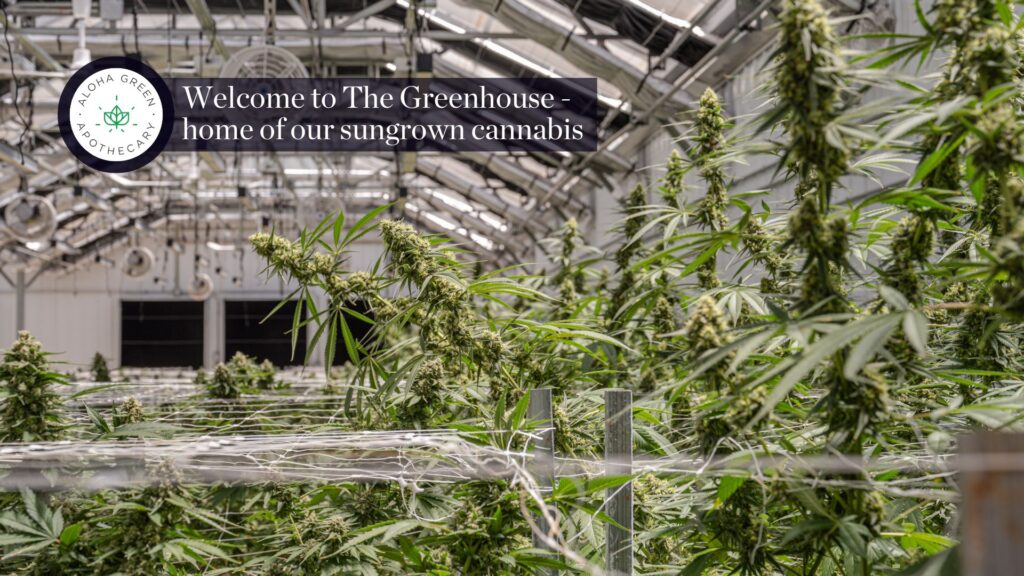 Aloha Green Apothecary Greenhouse – Home of Sungrown Cannabis