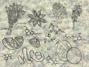 llustration of common cannabis terpenes with aroma icons like citrus, pine, flowers, and molecular structures overlaid on a background of cannabis buds. Visualizes entourage effect. 